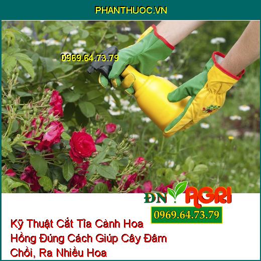 Kỹ Thuật Cắt Tỉa Cành Hoa Hồng Đúng Cách Giúp Cây Đâm Chồi, Ra Nhiều Hoa