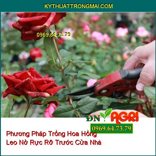 Phương Pháp Trồng Hoa Hồng Leo Nở Rực Rỡ Trước Cửa Nhà