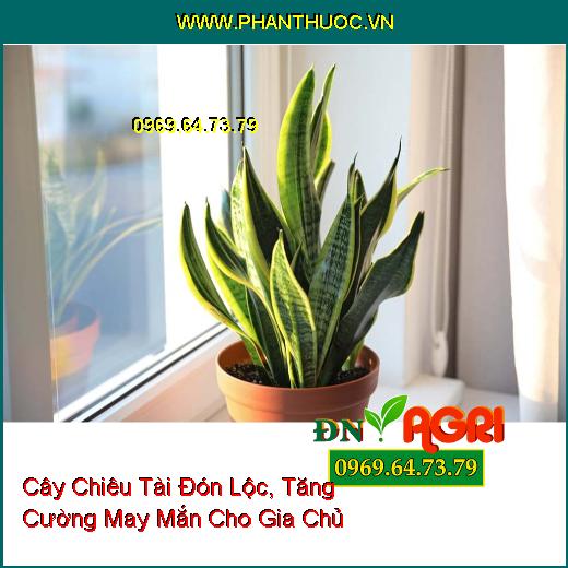 3 Loại Cây Dễ Bảo Dưỡng, Chiêu Tài Đón Lộc, Tăng Cường May Mắn Cho Gia Chủ