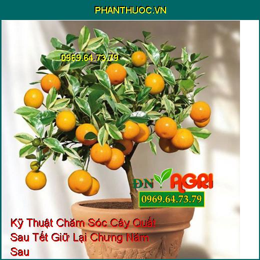 Kỹ Thuật Chăm Sóc Cây Quất Sau Tết Giữ Lại Chưng Năm Sau