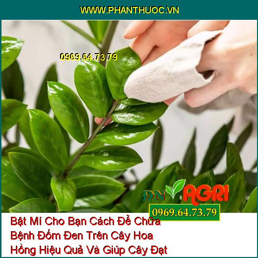 Bật Mí Cho Bạn Cách Để Chữa Bệnh Đốm Đen Trên Cây Hoa Hồng Hiệu Quả Và Giúp Cây Đạt Năng Suất Cao