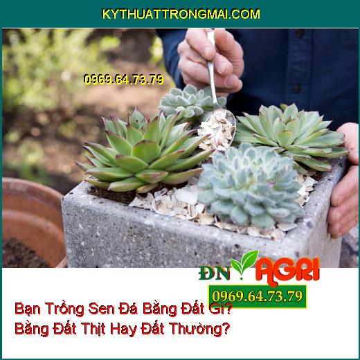 Bạn Trồng Sen Đá Bằng Đất Gì? Bằng Đất Thịt Hay Đất Thường?