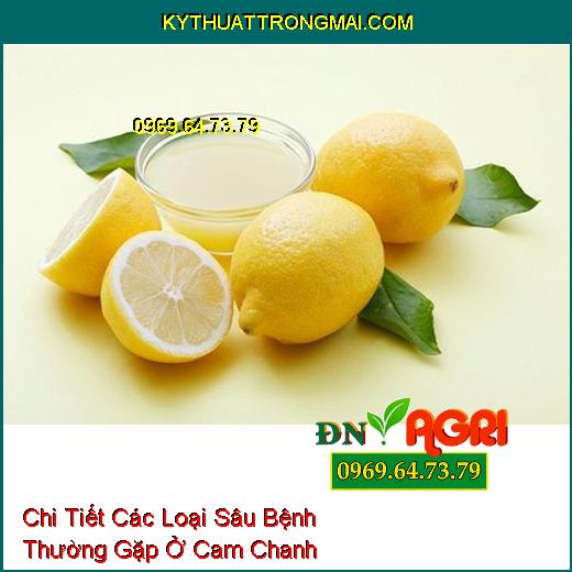 Chi Tiết Các Loại Sâu Bệnh Thường Gặp Ở Cam Chanh