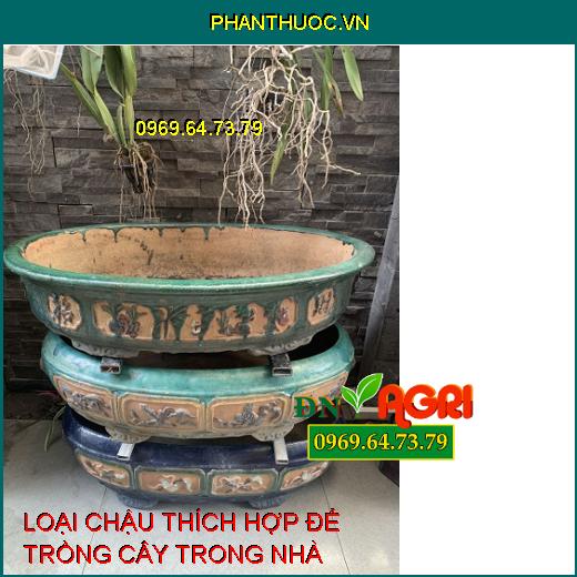 5 loại chậu tốt nhất và thích hợp nhất để trồng cây trong nhà