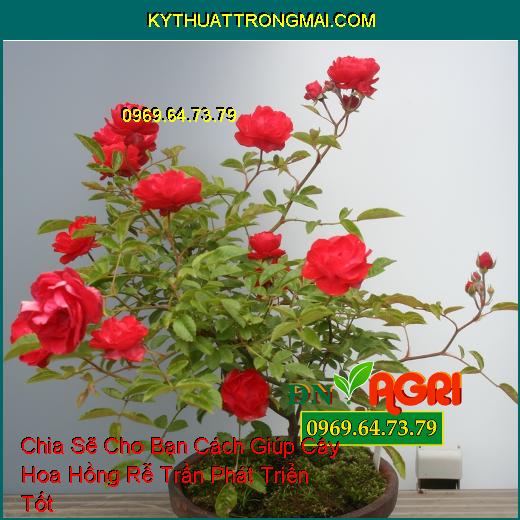 Chia Sẽ Cho Bạn Cách Giúp Cây Hoa Hồng Rễ Trần Phát Triển Tốt 