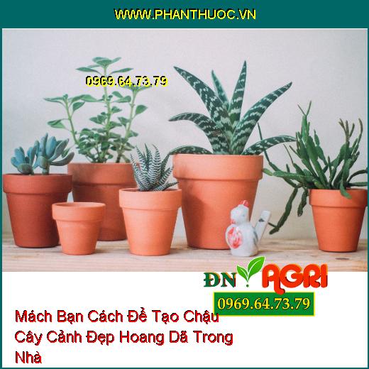 Mách Bạn Cách Để Tạo Chậu Cây Cảnh Đẹp Hoang Dã Trong Nhà