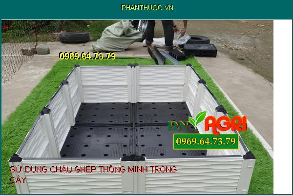 5 nguyên do bạn nên sử dụng chậu ghép thông minh để trồng cây thay thế cho thùng xốp