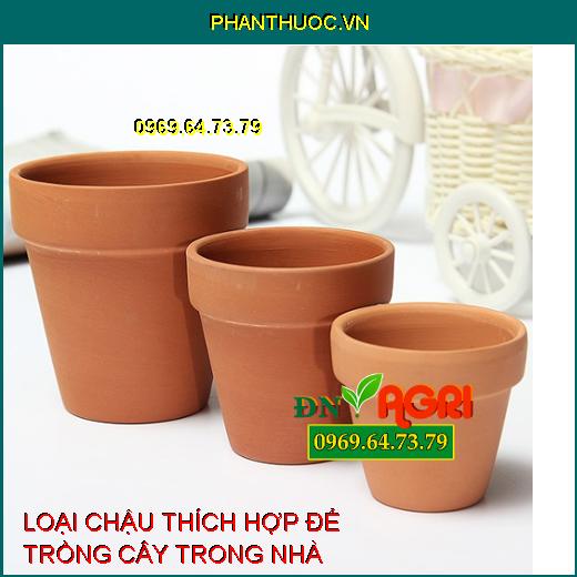 5 loại chậu tốt nhất và thích hợp nhất để trồng cây trong nhà