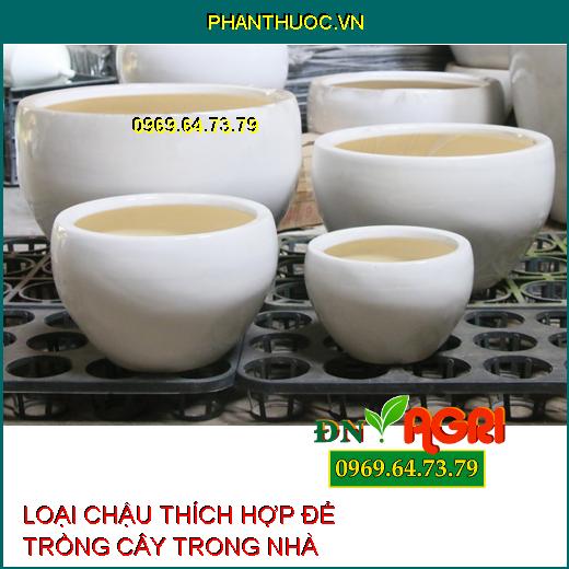 5 loại chậu tốt nhất và thích hợp nhất để trồng cây trong nhà