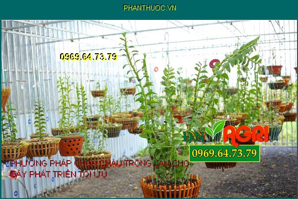 PHƯƠNG PHÁP CHỌN CHẬU TRỒNG LAN CHO CÂY PHÁT TRIỂN TỐI ƯU