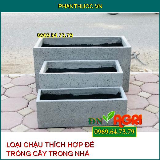 5 loại chậu tốt nhất và thích hợp nhất để trồng cây trong nhà