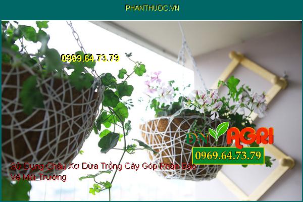 Sử Dụng Chậu Xơ Dừa Trồng Cây Góp Phần Bảo Vệ Môi Trường