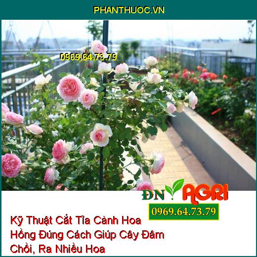 Kỹ Thuật Cắt Tỉa Cành Hoa Hồng Đúng Cách Giúp Cây Đâm Chồi, Ra Nhiều Hoa