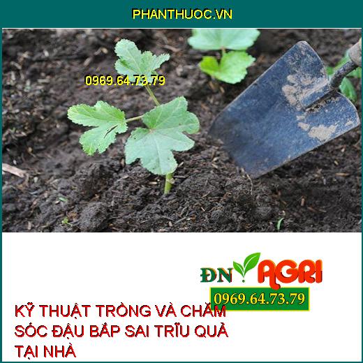 KỸ THUẬT TRỒNG VÀ CHĂM SÓC ĐẬU BẮP SAI TRĨU QUẢ TẠI NHÀ