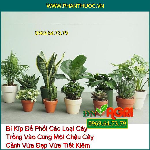 Bí Kíp Để Phối Các Loại Cây Trồng Vào Cùng Một Chậu Cây Cảnh Vừa Đẹp Vừa Tiết Kiệm Không Gian