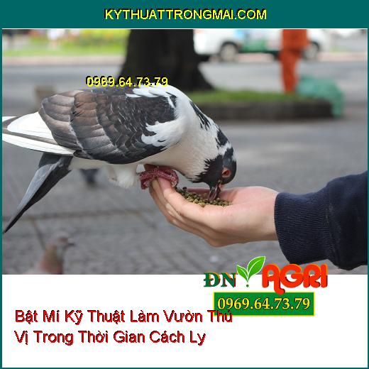 Bật Mí Kỹ Thuật Làm Vườn Thú Vị Trong Thời Gian Cách Ly