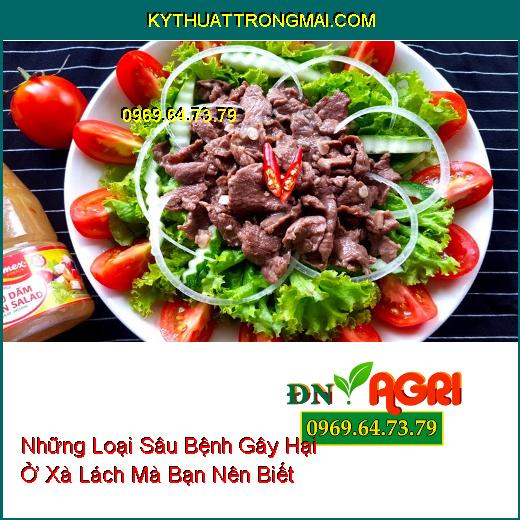 Những Loại Sâu Bệnh Gây Hại Ở Xà Lách Mà Bạn Nên Biết