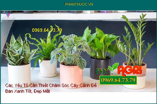 Các Yếu Tố Cần Thiết Chăm Sóc Cây Cảnh Để Bàn Xanh Tốt, Đẹp Mắt