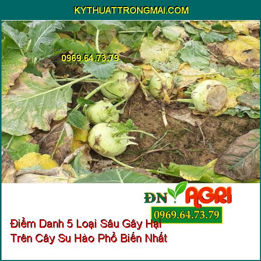 Điểm Danh 5 Loại Sâu Gây Hại Trên Cây Su Hào Phổ Biến Nhất