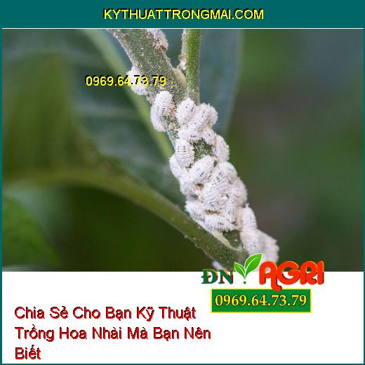 Chia Sẻ Cho Bạn Kỹ Thuật Trồng Hoa Nhài Mà Bạn Nên Biết