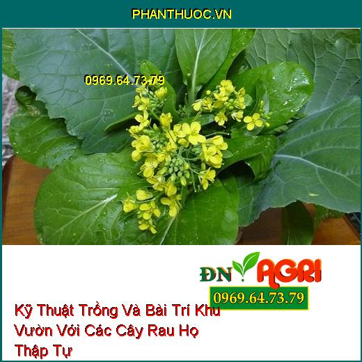 Kỹ Thuật Trồng Và Bài Trí Khu Vườn Với Các Cây Rau Họ Thập Tự