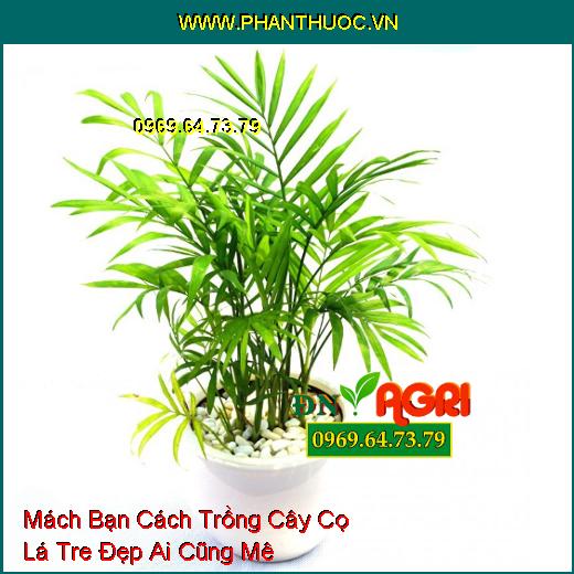 Mách Bạn Cách Trồng Cây Cọ Lá Tre Đẹp Ai Cũng Mê