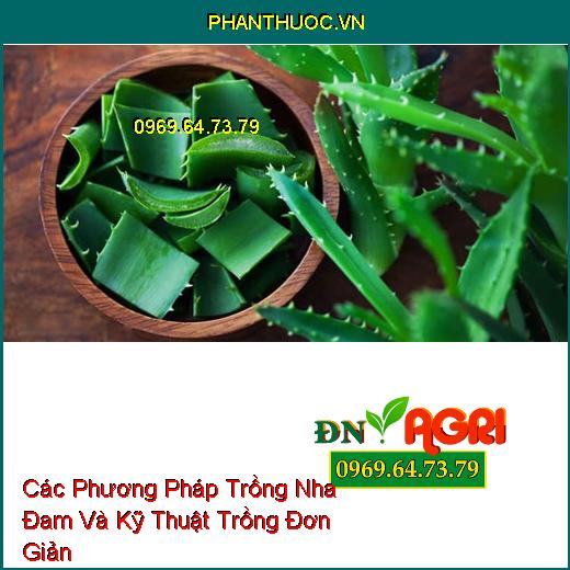 Các Phương Pháp Trồng Nha Đam Và Kỹ Thuật Trồng Đơn Giản