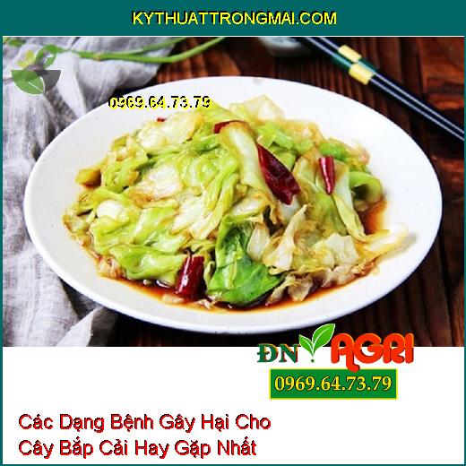 Các Dạng Bệnh Gây Hại Cho Cây Bắp Cải Hay Gặp Nhất