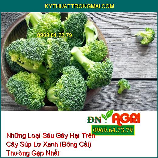 Những Loại Sâu Gây Hại Trên Cây Súp Lơ Xanh (Bông Cải) Thường Gặp Nhất