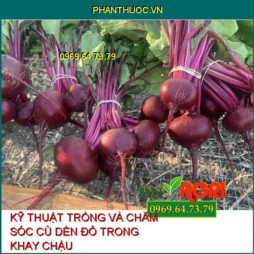 KỸ THUẬT TRỒNG VÀ CHĂM SÓC CỦ DỀN ĐỎ TRONG KHAY CHẬU 