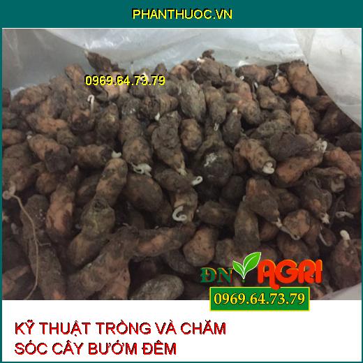 KỸ THUẬT TRỒNG VÀ CHĂM SÓC CÂY BƯỚM ĐÊM 