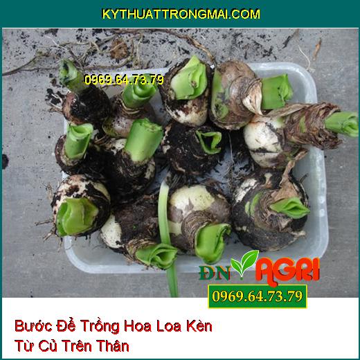 Bước Để Trồng Hoa Loa Kèn Từ Củ Trên Thân