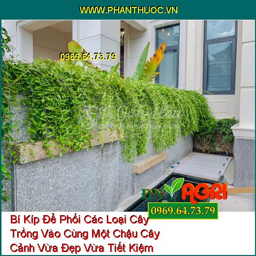 Bí Kíp Để Phối Các Loại Cây Trồng Vào Cùng Một Chậu Cây Cảnh Vừa Đẹp Vừa Tiết Kiệm Không Gian