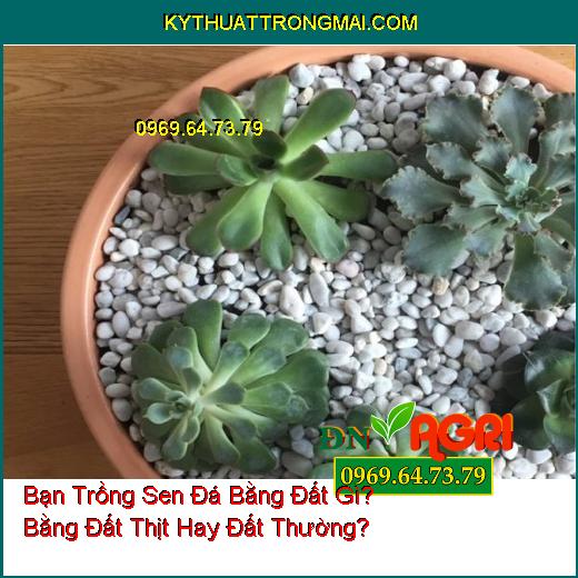 Bạn Trồng Sen Đá Bằng Đất Gì? Bằng Đất Thịt Hay Đất Thường?