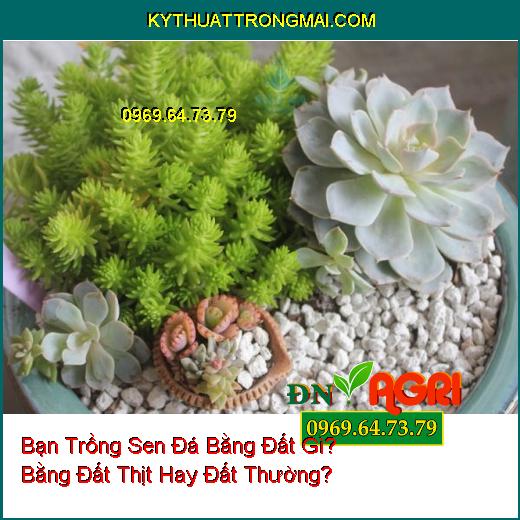 Bạn Trồng Sen Đá Bằng Đất Gì? Bằng Đất Thịt Hay Đất Thường?