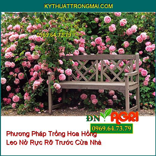 Phương Pháp Trồng Hoa Hồng Leo Nở Rực Rỡ Trước Cửa Nhà