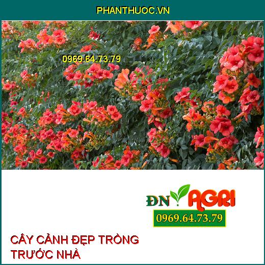 3 loại cây đẹp có thể trồng trước sân vườn cần “xin phép” hàng xóm trước khi có thể trồng