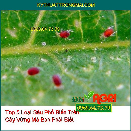 Top 5 Loại Sâu Phổ Biến Trên Cây Vừng Mà Bạn Phải Biết