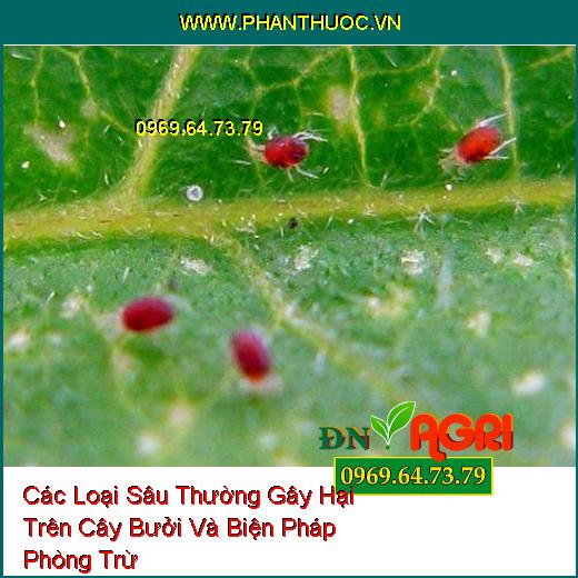 Các Loại Sâu Thường Gây Hại Trên Cây Bưởi Và Biện Pháp Phòng Trừ