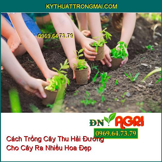 Cách Trồng Cây Thu Hải Đường Cho Cây Ra Nhiều Hoa Đẹp