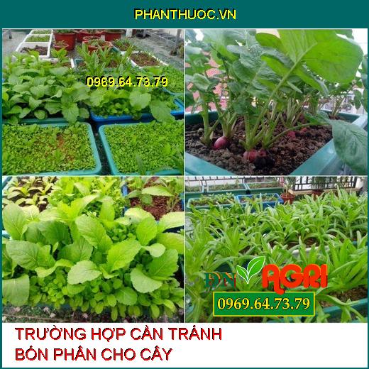 5 Trường Hợp Tuyệt Đối Nên Tránh Khi Bón Phân Cho Cây 