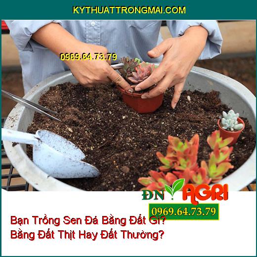 Bạn Trồng Sen Đá Bằng Đất Gì? Bằng Đất Thịt Hay Đất Thường?