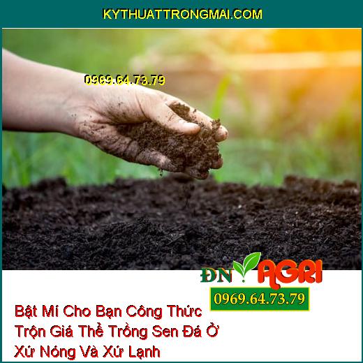 Bật Mí Cho Bạn Công Thức Trộn Giá Thể Trồng Sen Đá Ở Xứ Nóng Và Xứ Lạnh