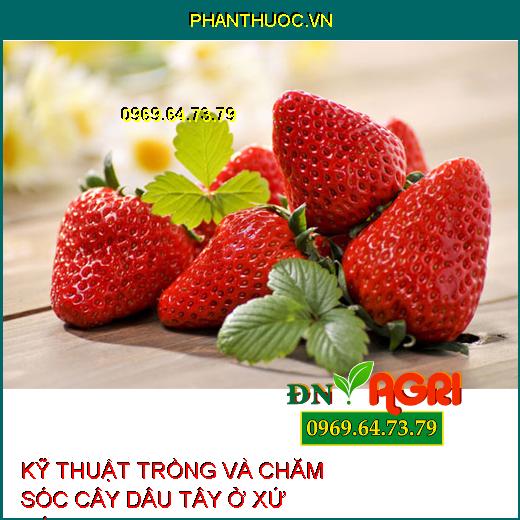 KỸ THUẬT TRỒNG VÀ CHĂM SÓC CÂY DÂU TÂY Ở XỨ NÓNG