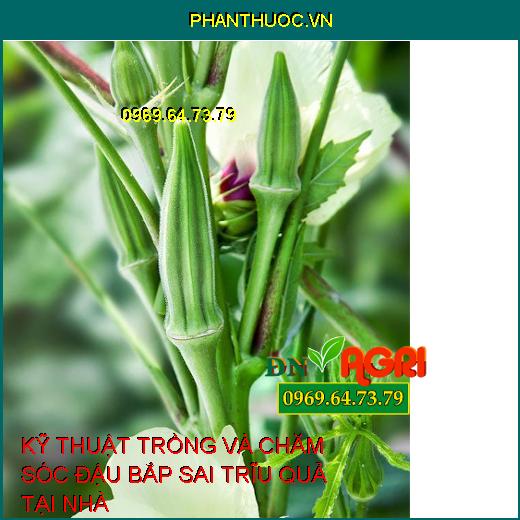 KỸ THUẬT TRỒNG VÀ CHĂM SÓC ĐẬU BẮP SAI TRĨU QUẢ TẠI NHÀ