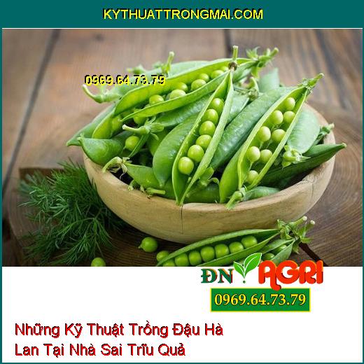 Những Kỹ Thuật Trồng Đậu Hà Lan Tại Nhà Sai Trĩu Quả Mà Chất Lượng