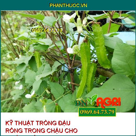 KỸ THUẬT TRỒNG ĐẬU RỒNG TRONG CHẬU CHO NHIỀU TRÁI