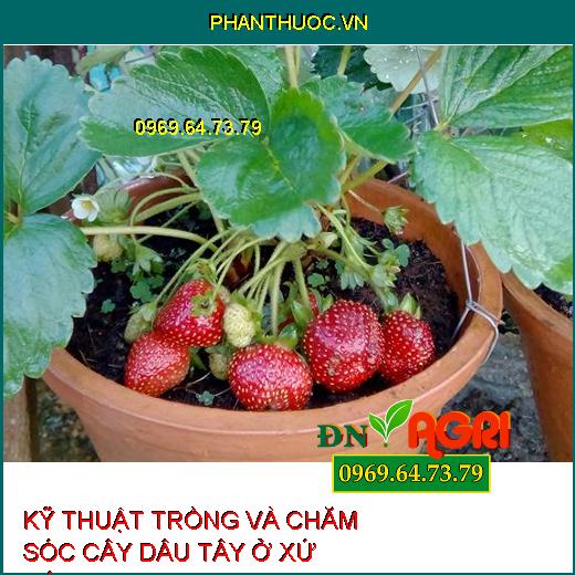 KỸ THUẬT TRỒNG VÀ CHĂM SÓC CÂY DÂU TÂY Ở XỨ NÓNG