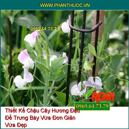 Thiết Kế Chậu Cây Hương Đậu Để Trưng Bày Vừa Đơn Giản Vừa Đẹp