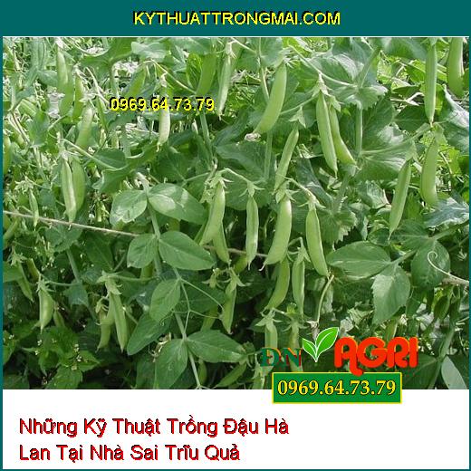 Những Kỹ Thuật Trồng Đậu Hà Lan Tại Nhà Sai Trĩu Quả Mà Chất Lượng